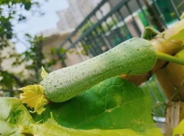 三千城吃瓜,揭秘网络热点的幕后故事