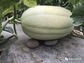 老祖吃瓜,揭秘娱乐圈那些不为人知的幕后故事