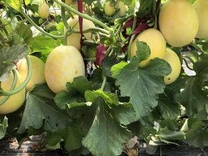 扶瓜怎么吃,解锁传统佳肴的独特风味