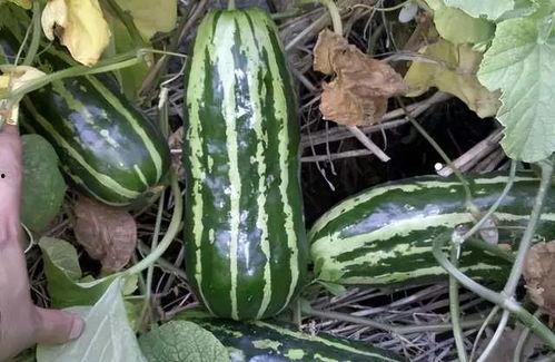 圆绿瓜怎么吃,探索美味与营养的完美融合