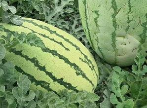 圆绿瓜怎么吃,探索美味与营养的完美融合