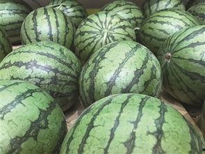 我在村东头吃瓜,夏日闲情话家常