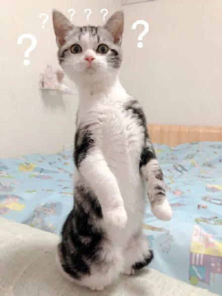 猫咪吃瓜声音,猫咪吃瓜的趣味瞬间