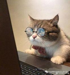 吃瓜头像小猫图文,小猫化身“吃瓜群众”的趣味瞬间