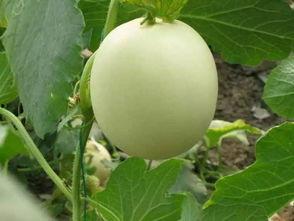 甘瓜怎么吃,解锁夏日清新美味