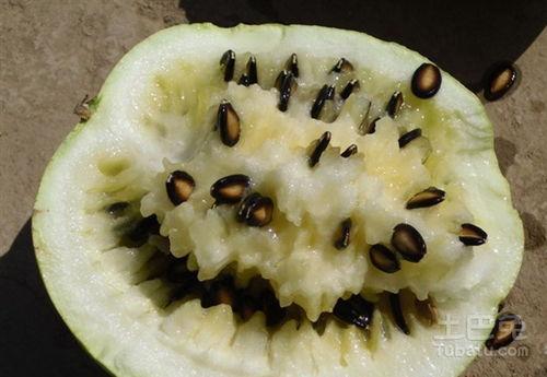 籽瓜只能摔着吃,籽瓜的独特食用之道