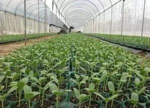 悠闲吃瓜的方法,解锁夏日悠闲生活新姿势