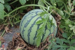 蹲瓜怎么吃,解锁美味蹲瓜新吃法