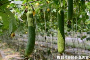 脑梗可以吃瓜不