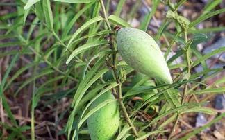 婴儿吃瓢瓜,瓢瓜美食之旅